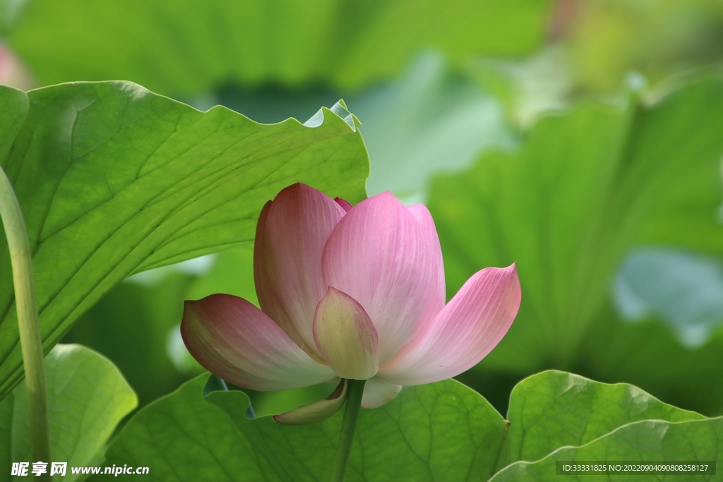 莲花