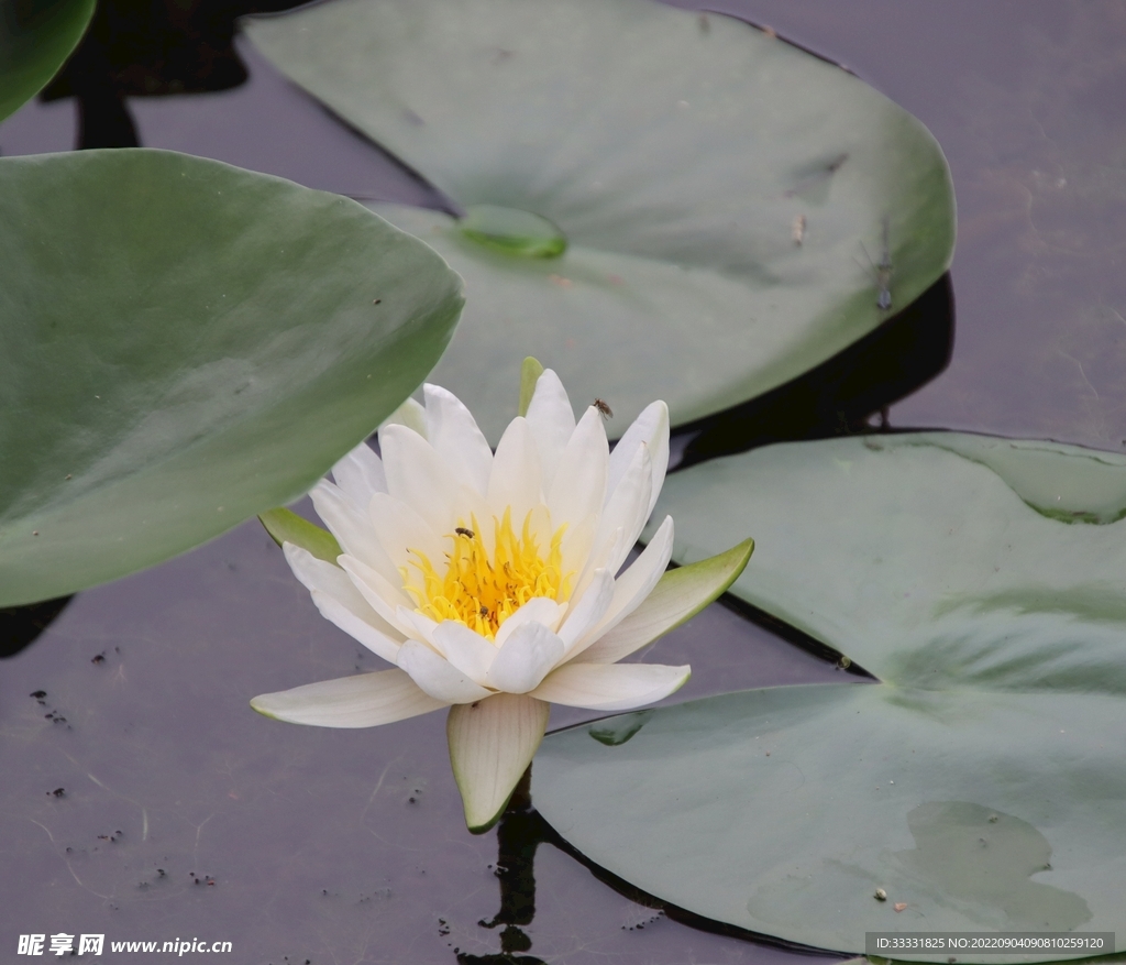 莲花