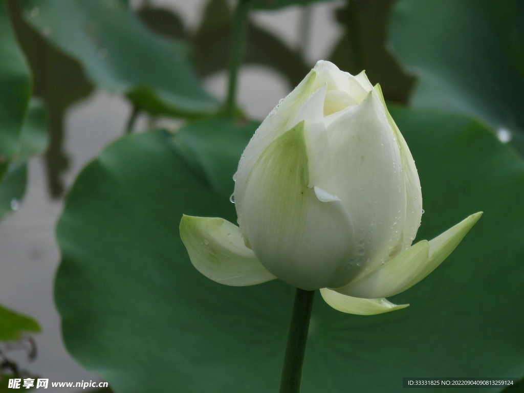 莲花