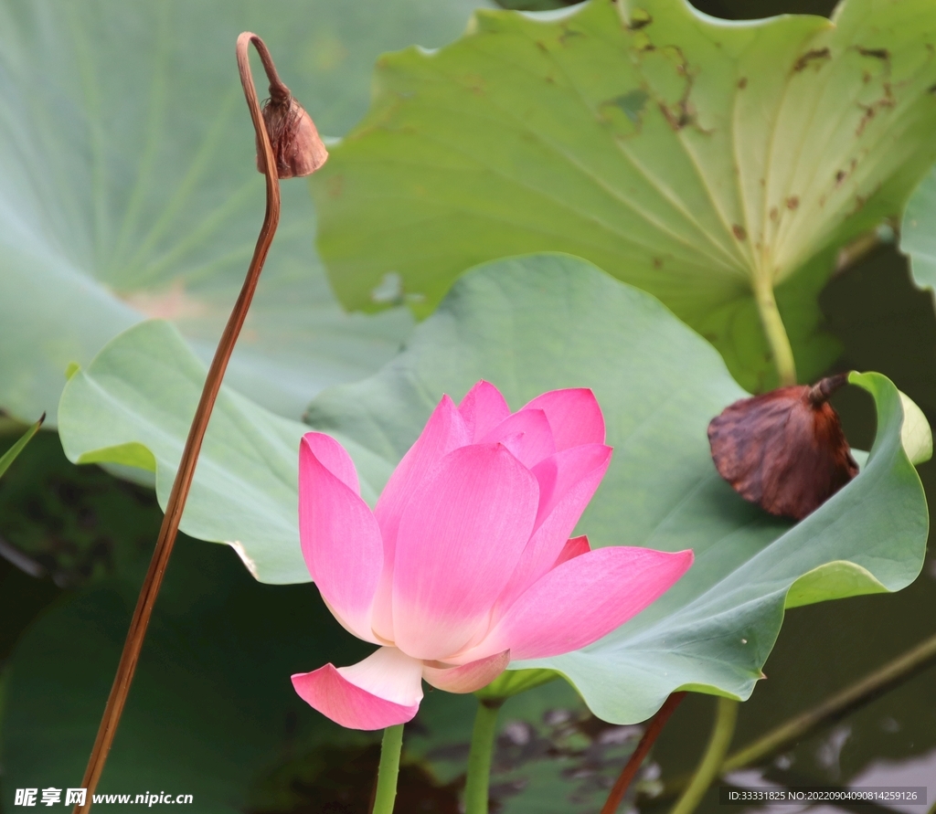 莲花