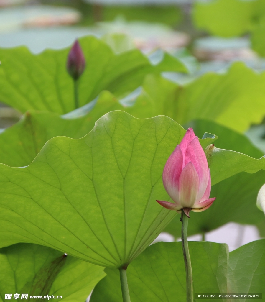 莲花