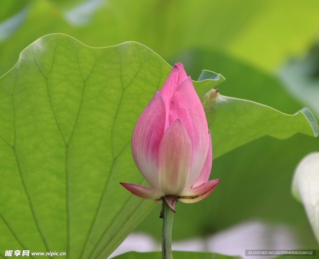莲花