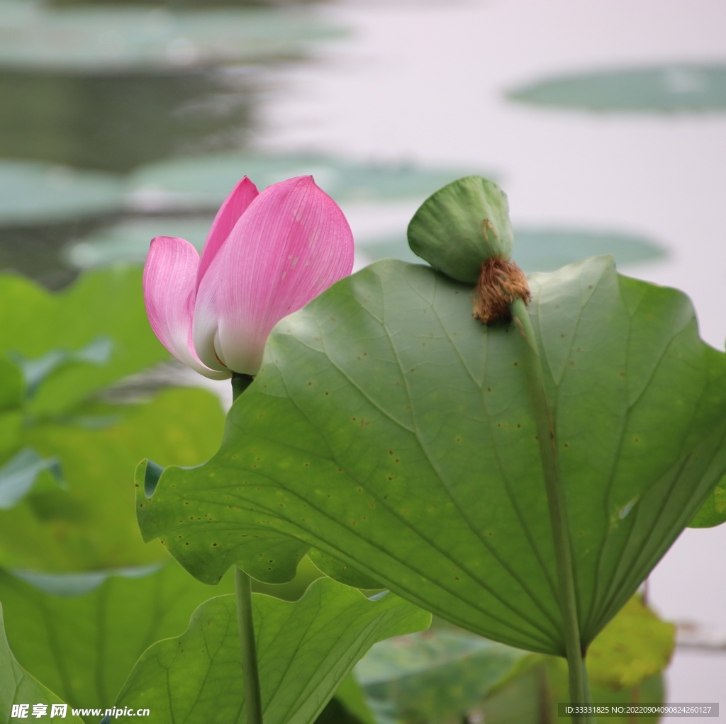 莲花