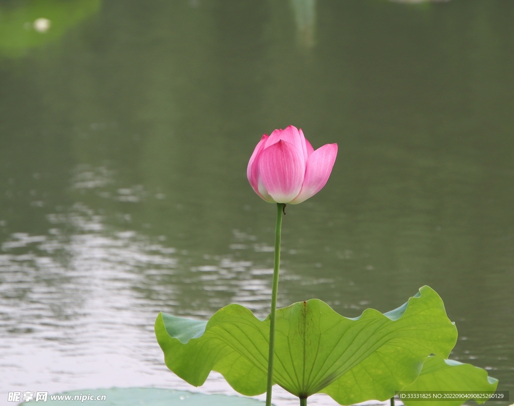 莲花