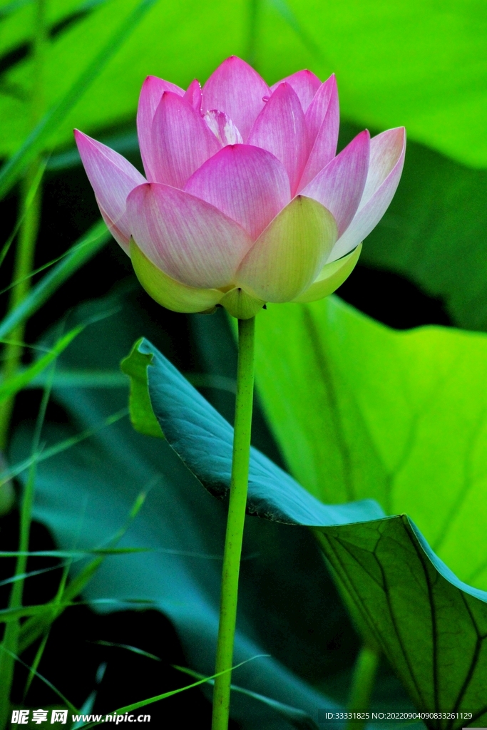 莲花
