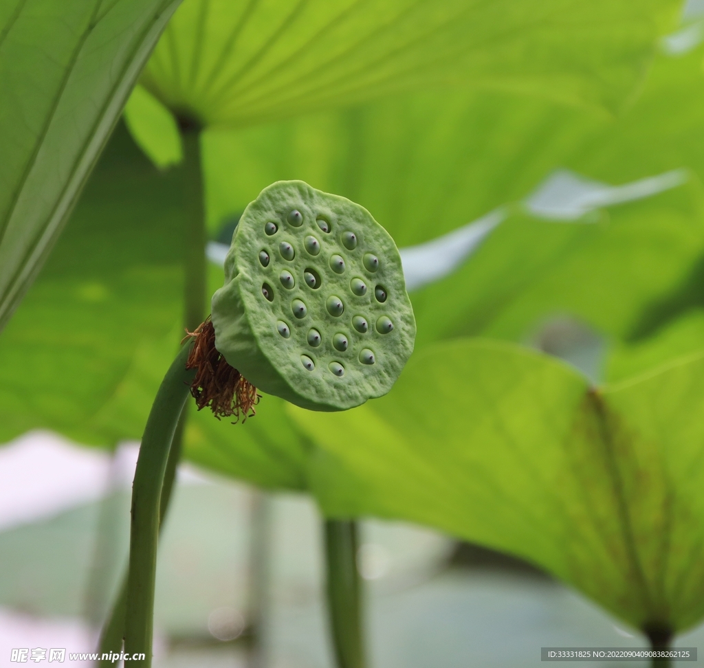 莲花