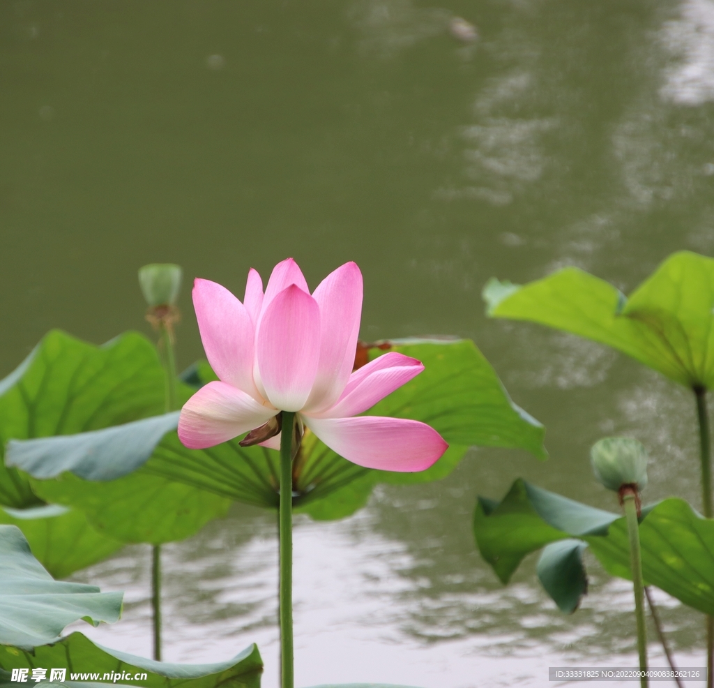 莲花