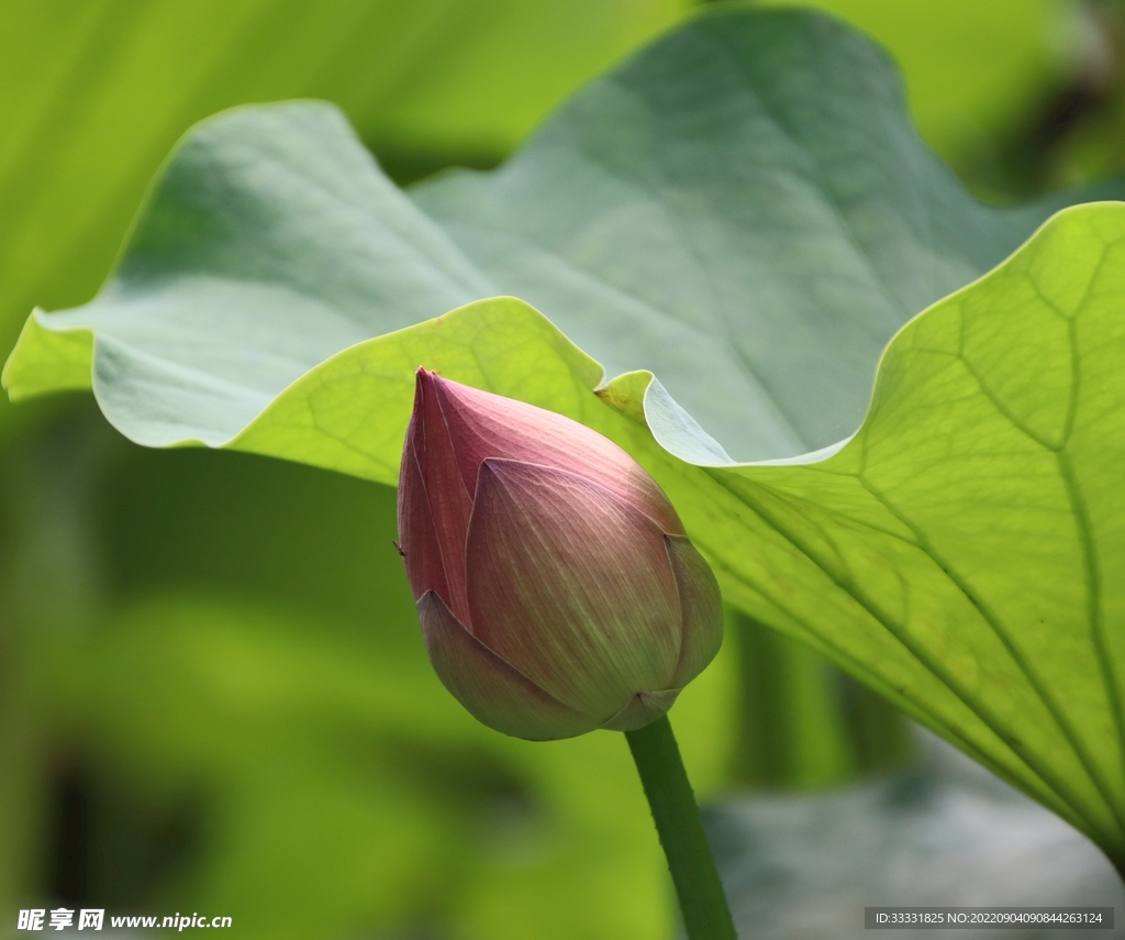 莲花