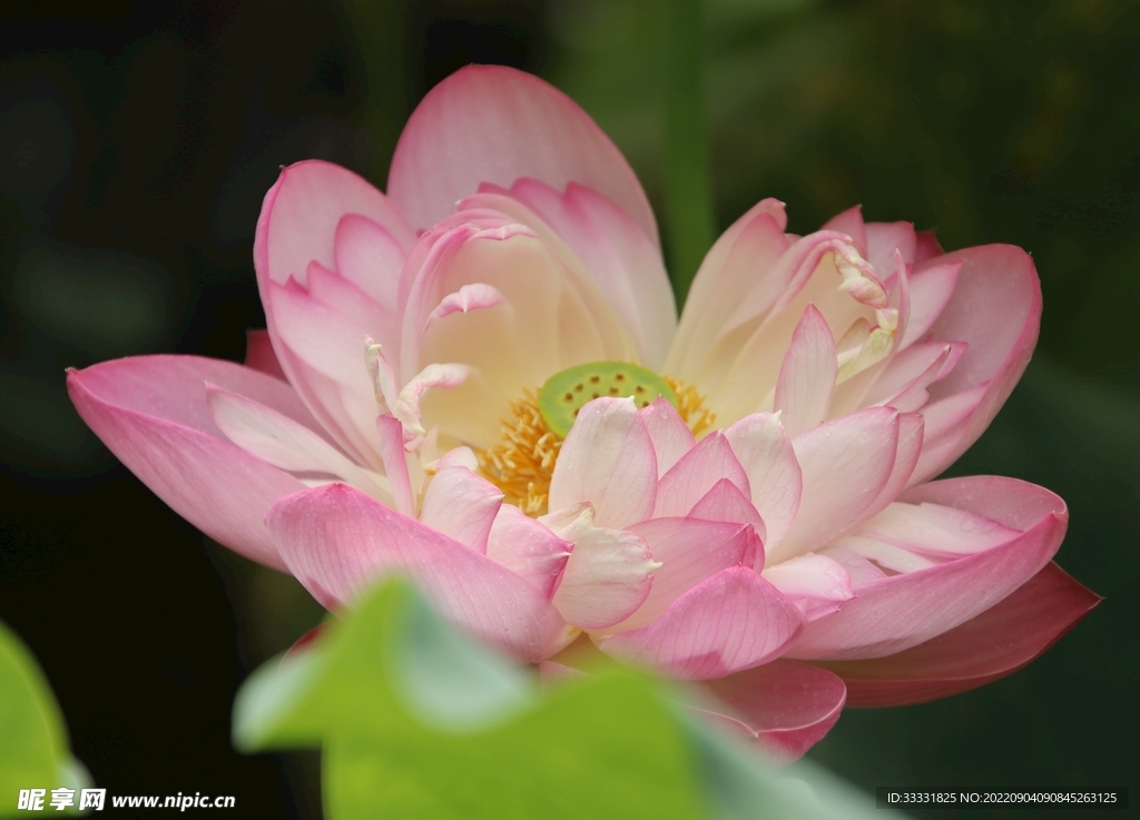 莲花