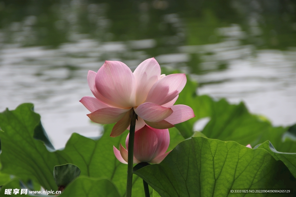 莲花