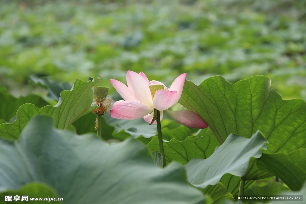 莲花