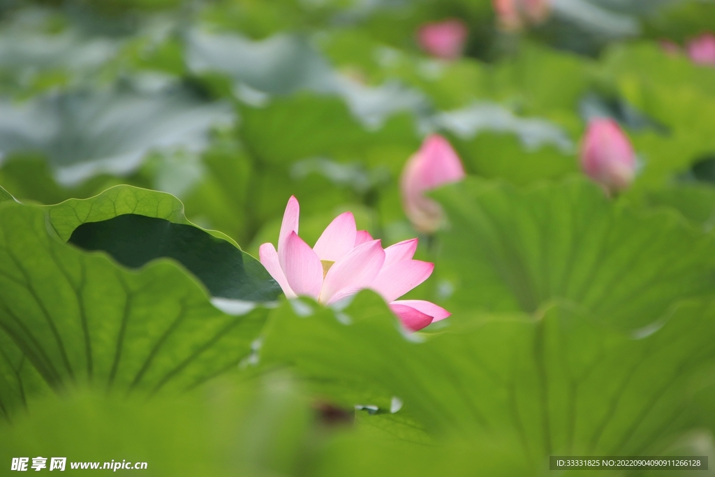 莲花