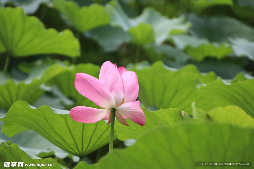 莲花