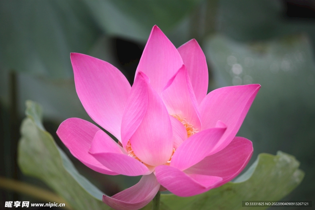 莲花