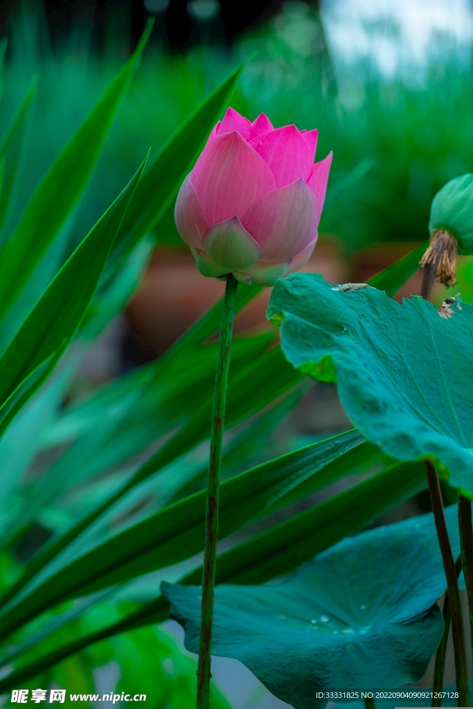 莲花