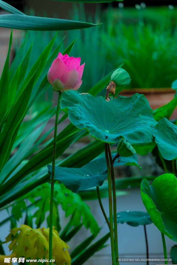 莲花