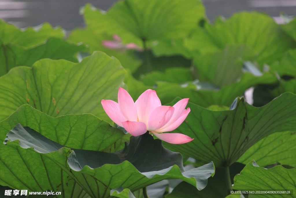莲花