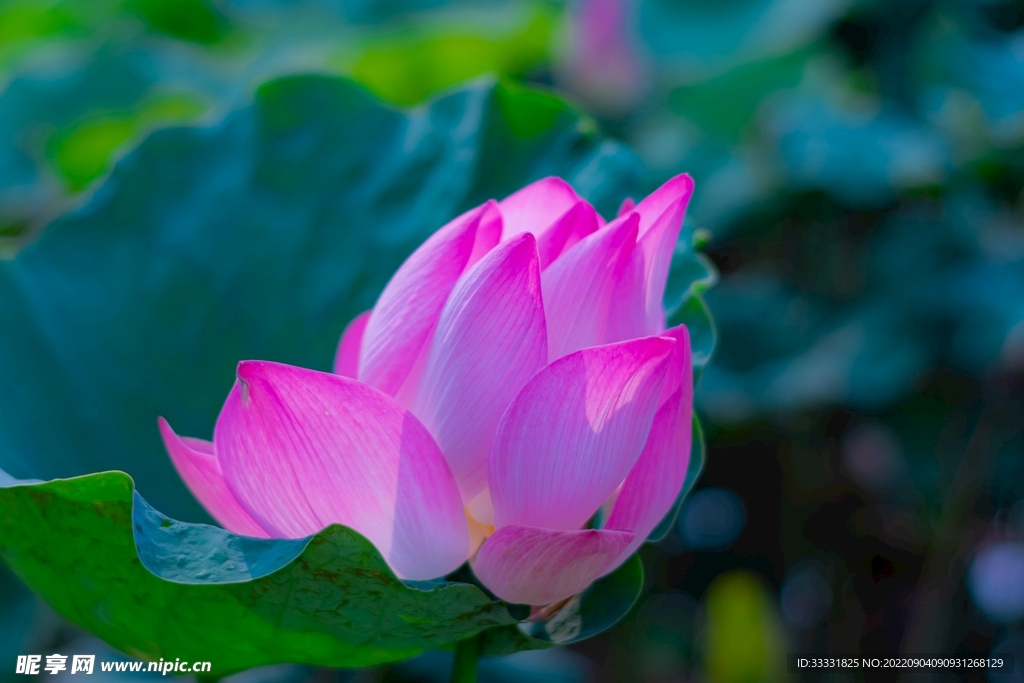 莲花