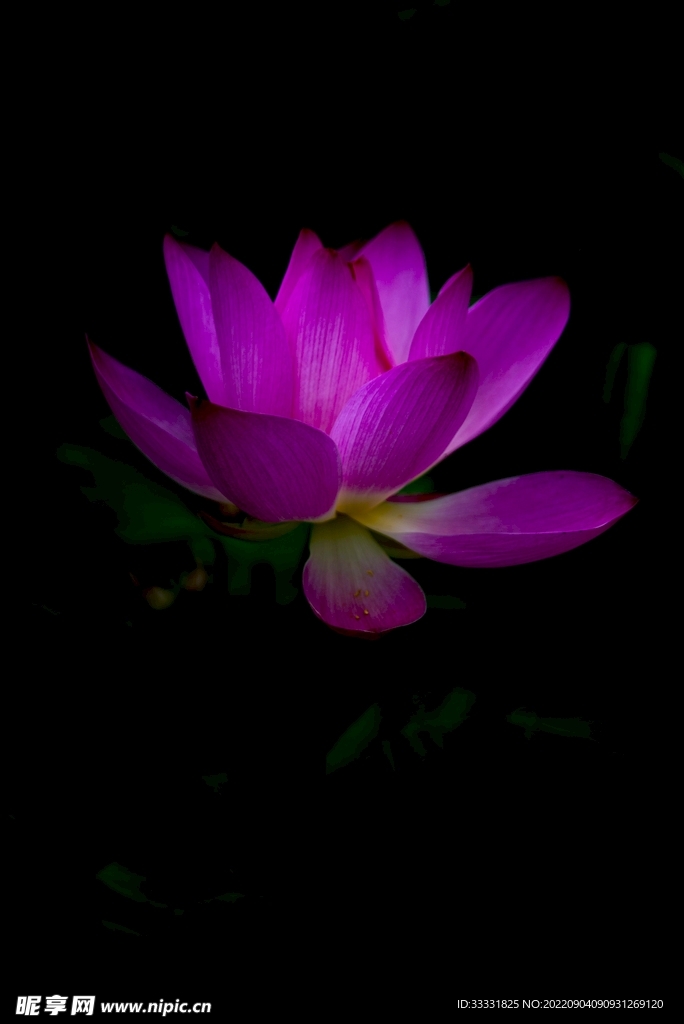 莲花