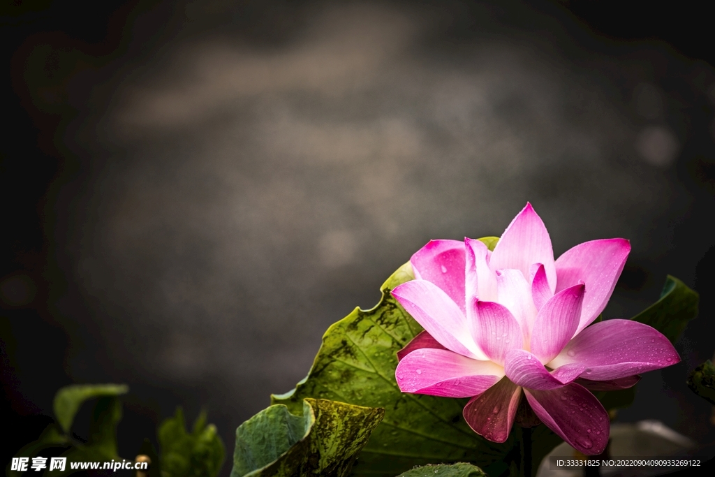 莲花