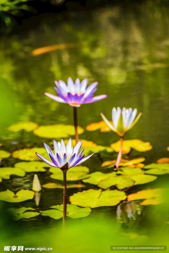 莲花