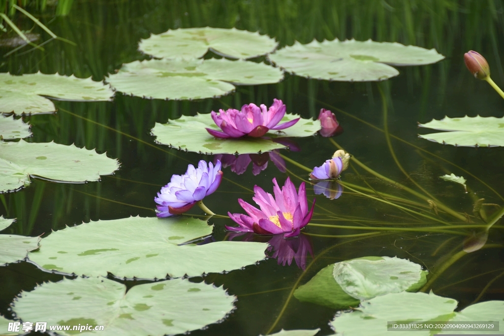 莲花