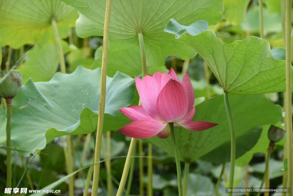 莲花