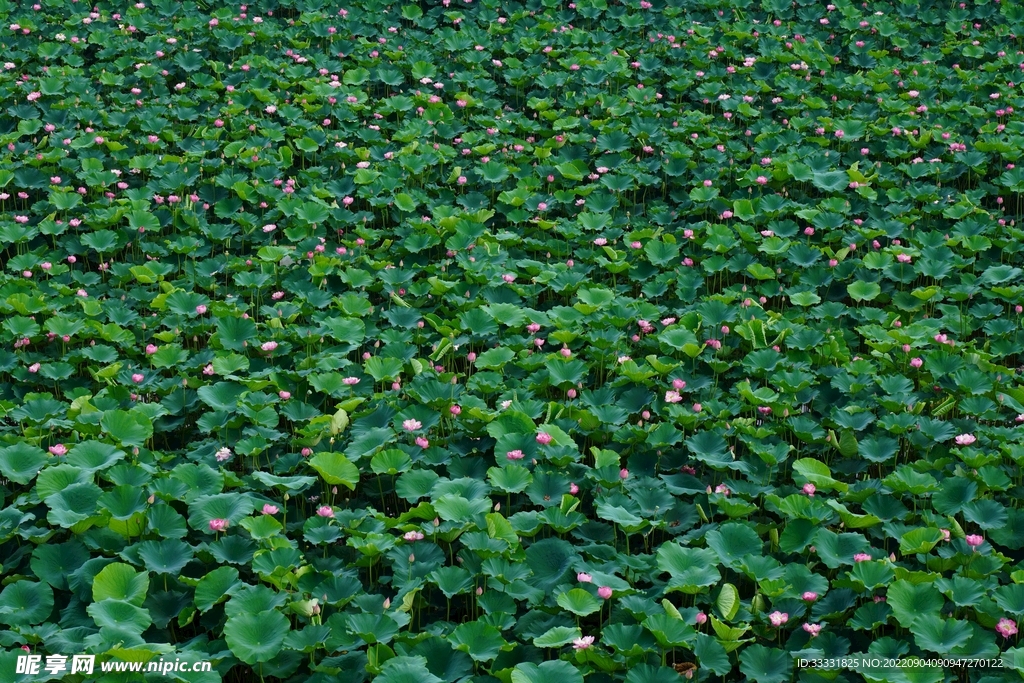 莲花