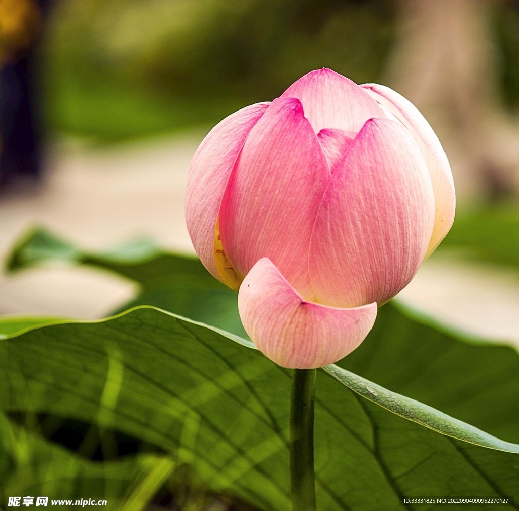 莲花