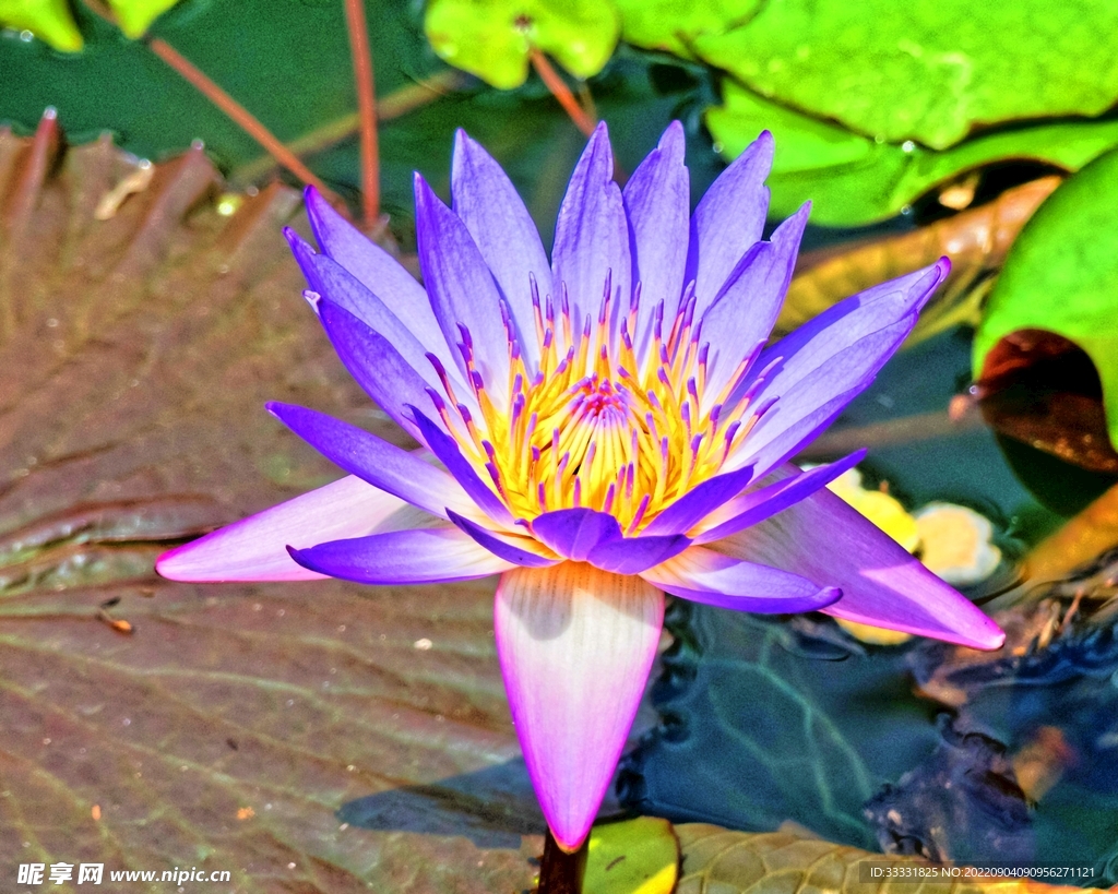 莲花