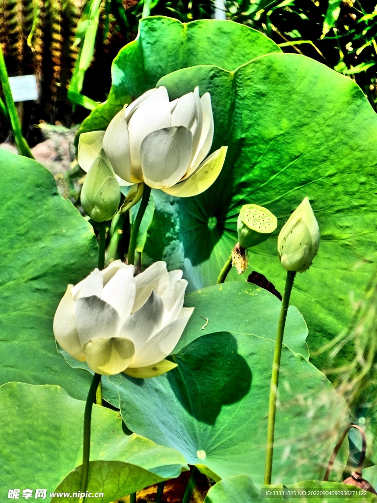 莲花