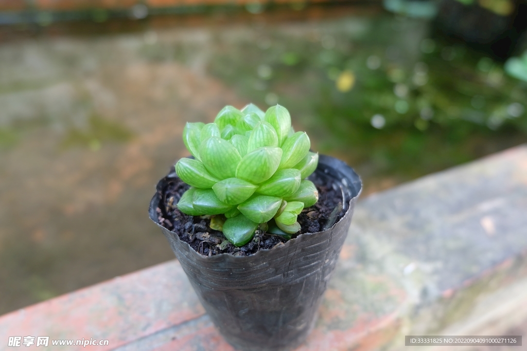 莲花