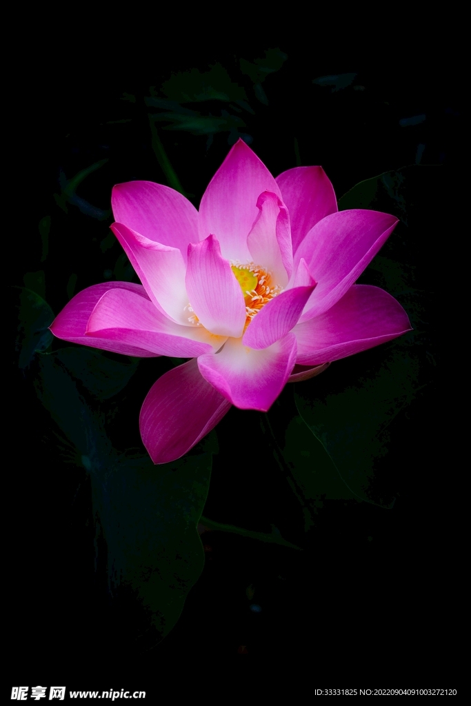 莲花