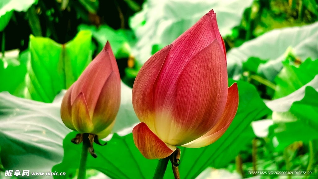 莲花