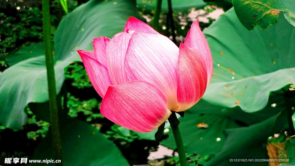 莲花