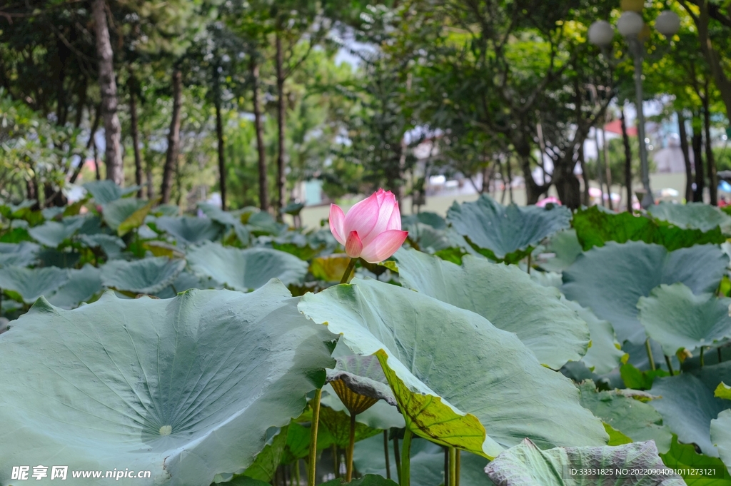 莲花