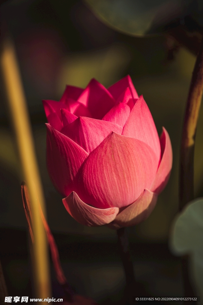 莲花