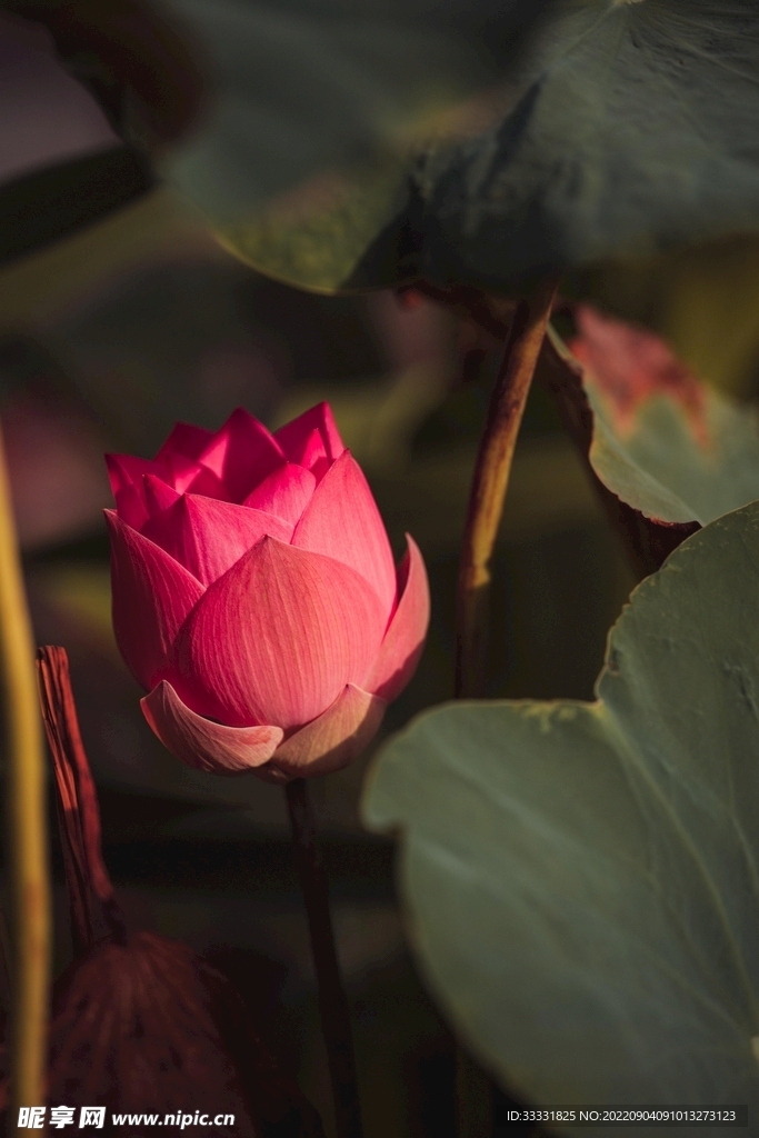 莲花
