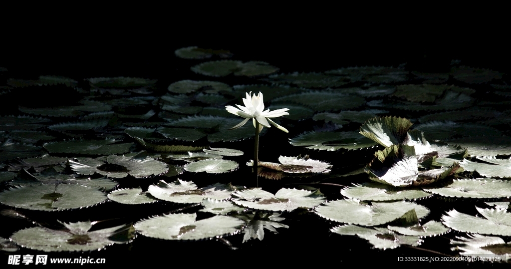 莲花