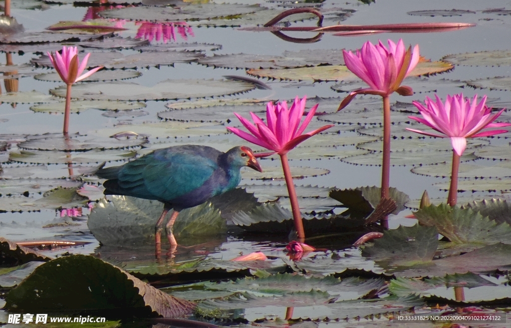 莲花