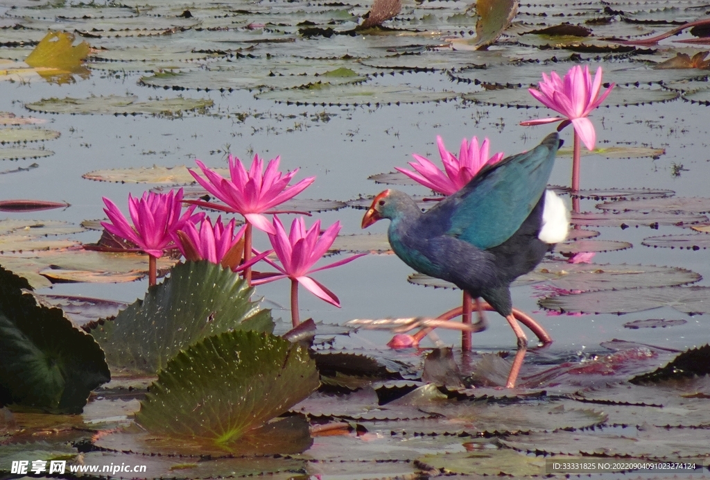 莲花