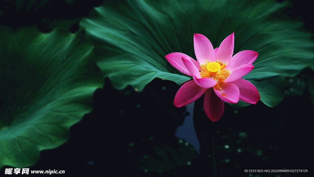 莲花
