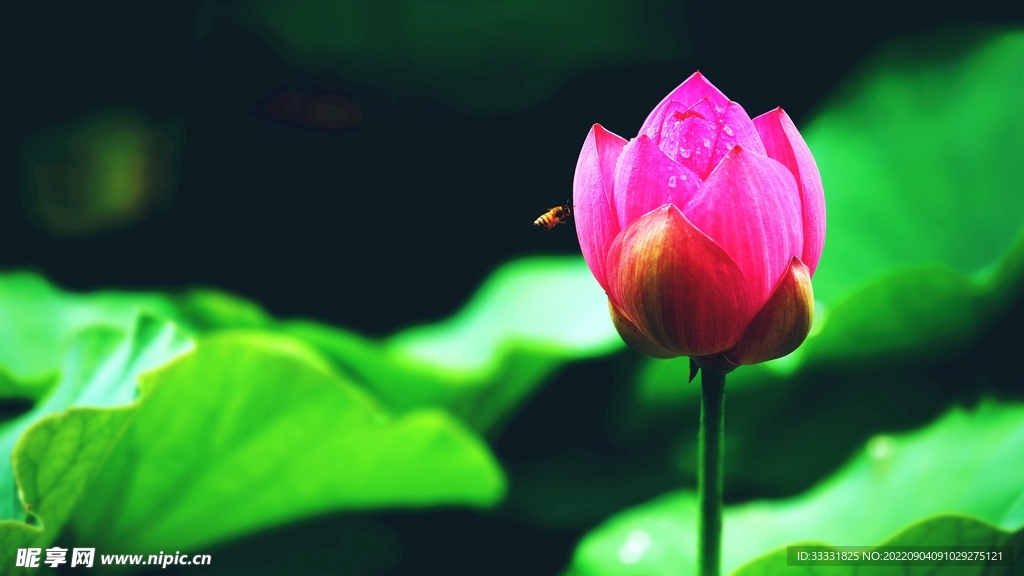 莲花