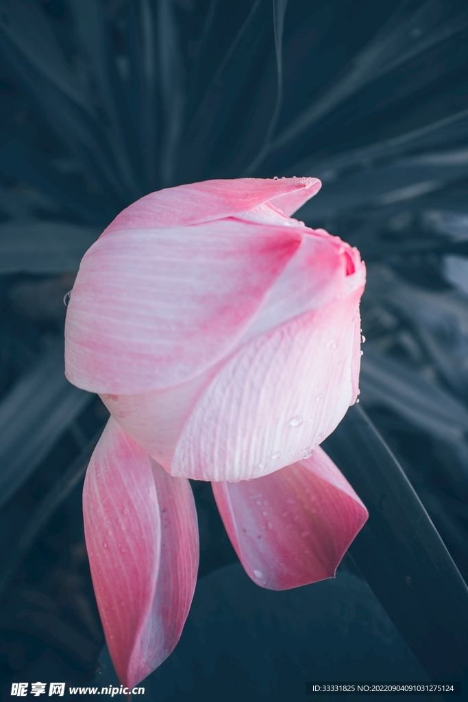 莲花