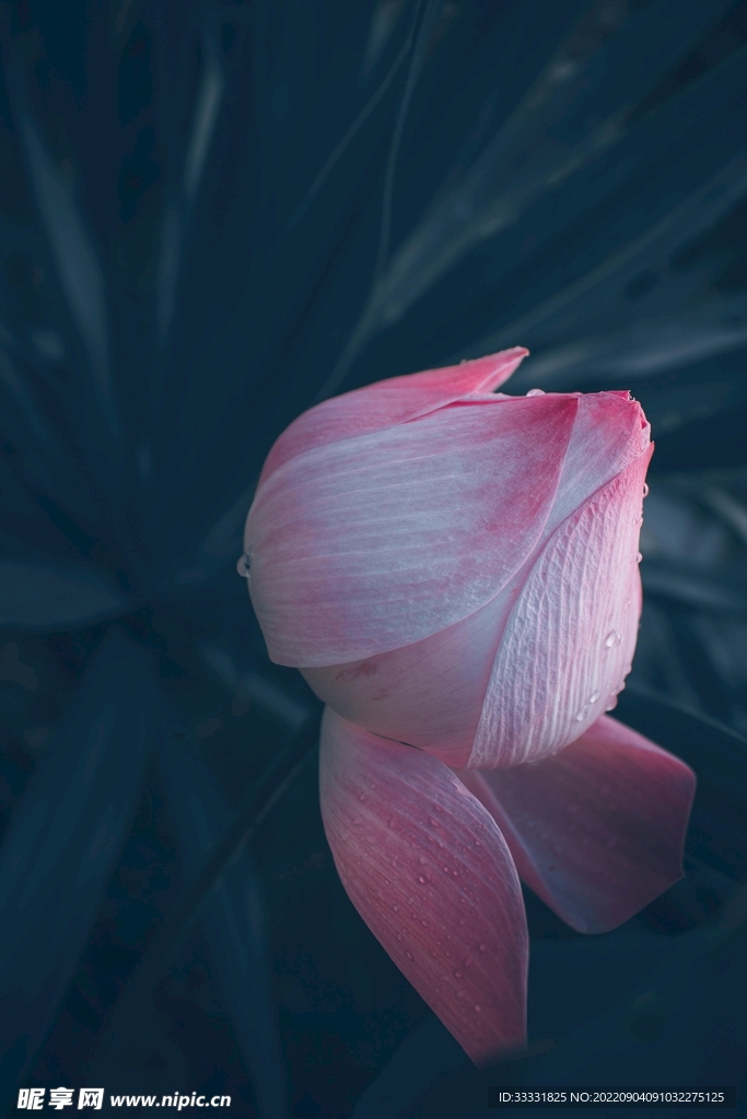 莲花