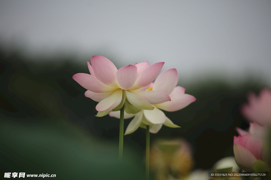 莲花