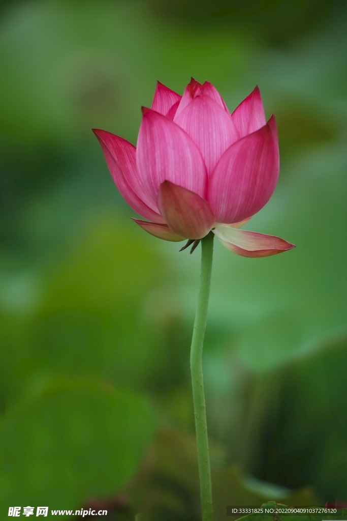 莲花