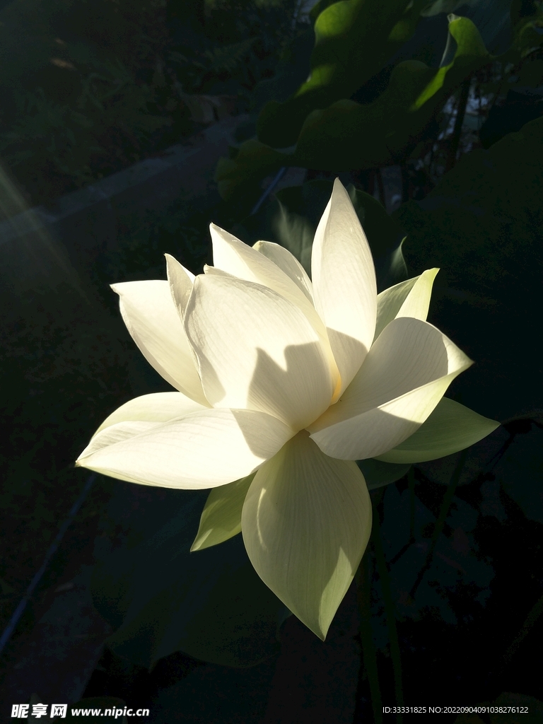 莲花