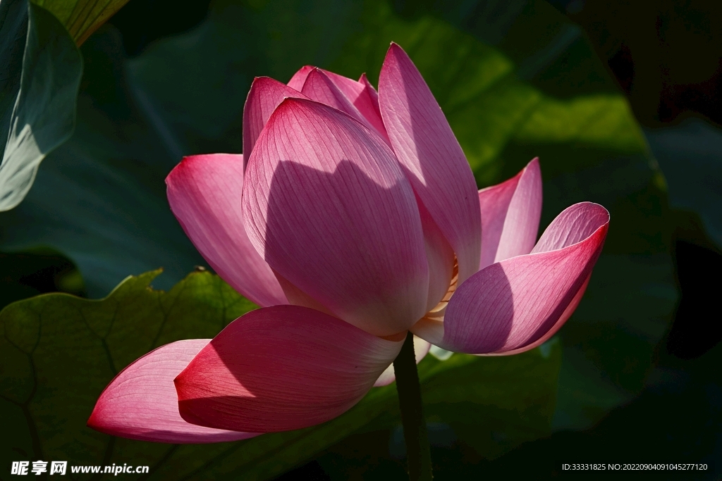 莲花