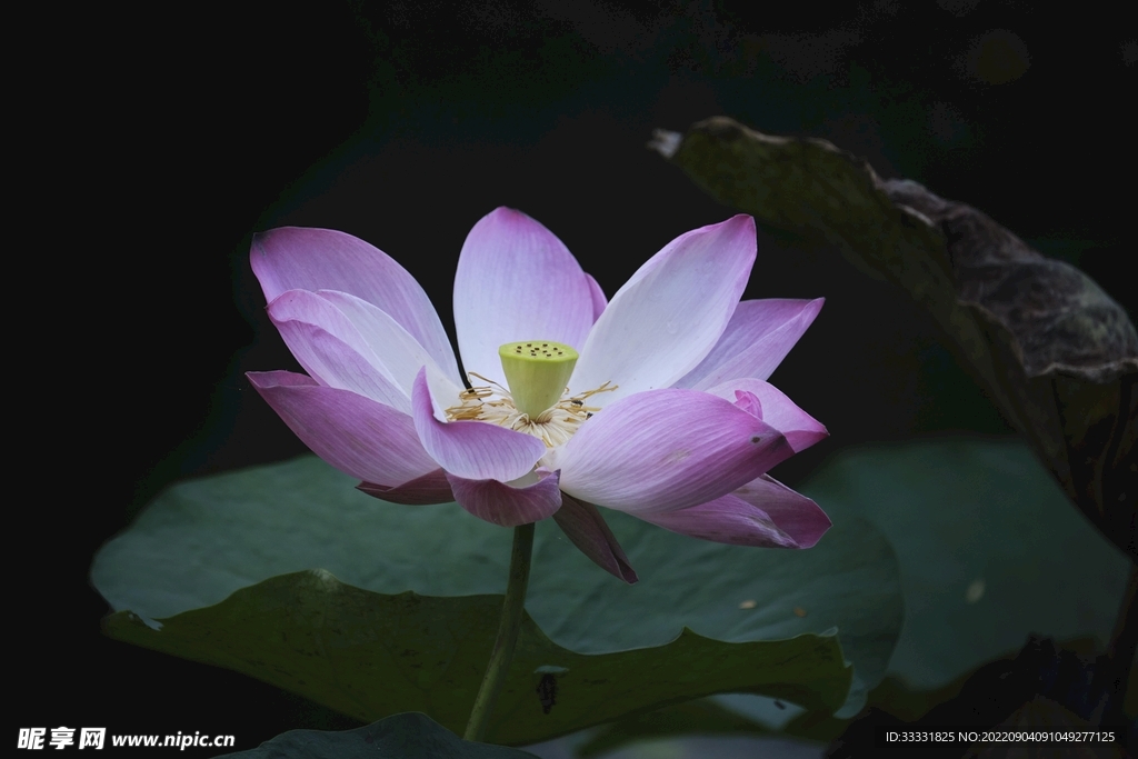 莲花